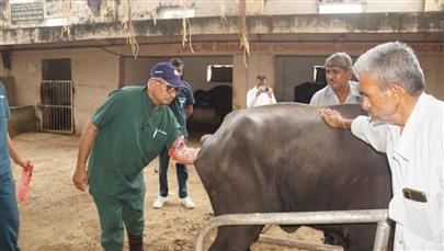 ભાણવડ ગામ ખાતે પશુ રોગ નિદાન અને સારવાર મેગા કેમ્પનું આયોજન