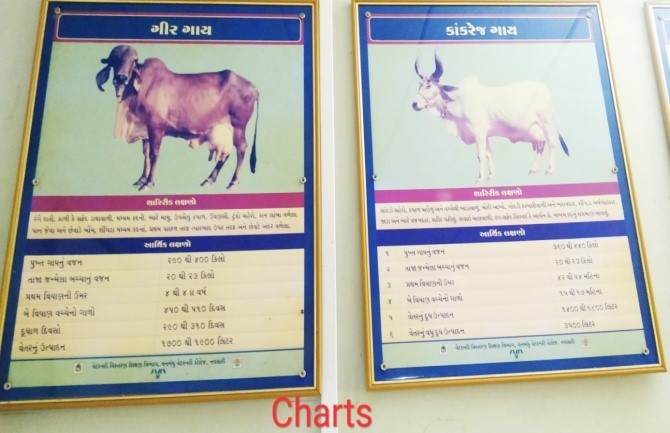 Youth Festival Youth Festival