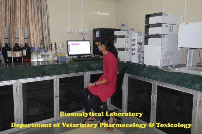 Youth Festival Youth Festival