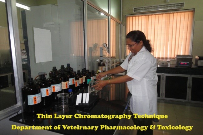 Youth Festival Youth Festival