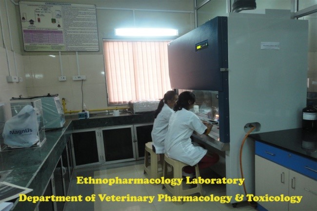 Youth Festival Youth Festival