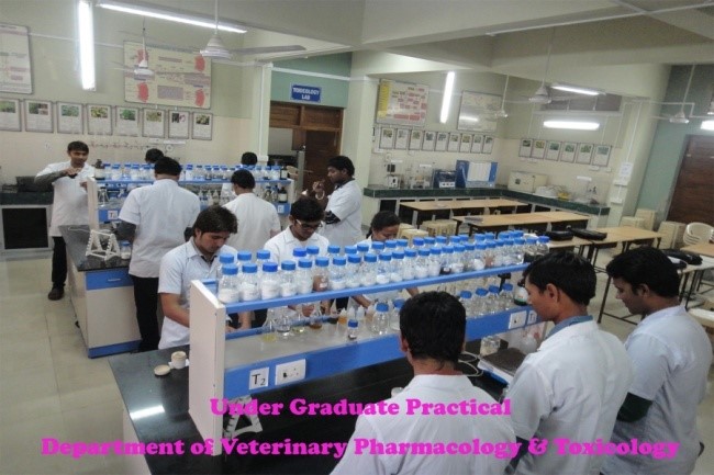 Youth Festival Youth Festival