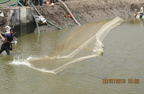 Shrimp Harvesting at Aqua Farm, Danti