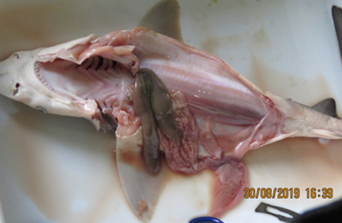 Fish Dissection