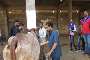 Animal Health Camp