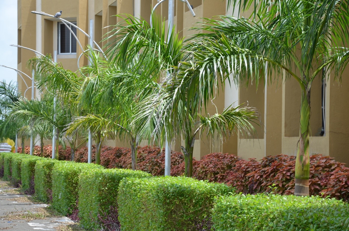 Green Initiatives at College of Dairy Science, Kamdhenu University, Amreli Green Initiatives at College of Dairy Science, Kamdhenu University, Amreli