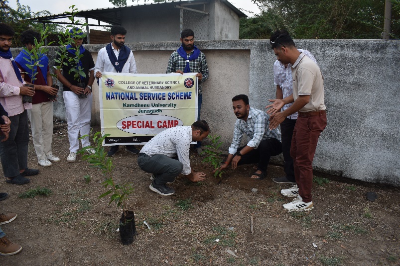 Tree Plantation
