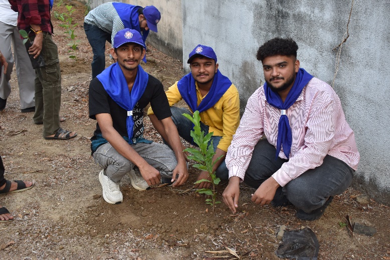 Tree Plantation