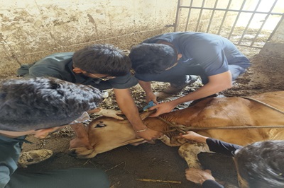 Veterinary College, KU, Junagadh provided expertise at the Veterinary Clinical Camp organized by BAPS Gunatit Gaushala, Gondal
