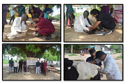 Animal Health Camp Organized By B.V.Sc & A.H, Sardakrushinagar, Kamdhenu University
