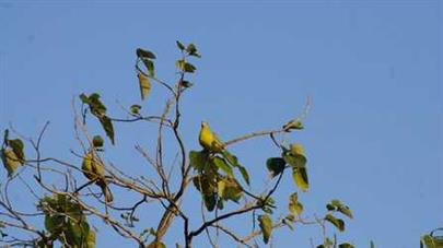 “Bird Fair-2025” organized by College of Veterinary Science and Animal Husbandry, Kamdhenu University, Junagadh