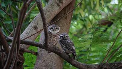 “Bird Fair-2025” organized by College of Veterinary Science and Animal Husbandry, Kamdhenu University, Junagadh