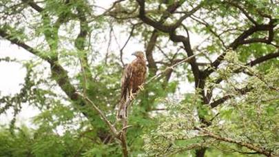 “Bird Fair-2025” organized by College of Veterinary Science and Animal Husbandry, Kamdhenu University, Junagadh
