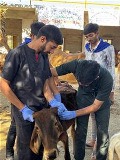 Veterinary Clinical Camp at Alidhra by College of Veterinary Science & A.H., K.U., Junagadh