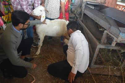 Pashu Vigyan Kendra, Waghai, Conducts Farmer Training and Method Demonstration for Capacity Building among Dang Farmers