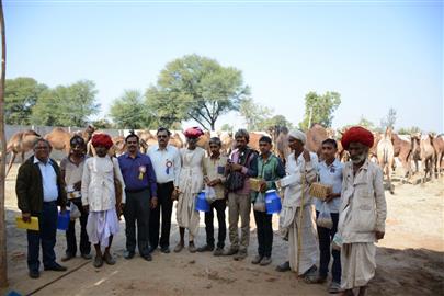 Camel Health Camp on 28 January, 2016 at Laxmipura, Khedbrahma, Sabarkantha