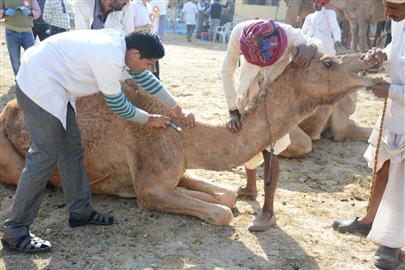 Camel Health Camp on 28 January, 2016 at Laxmipura, Khedbrahma, Sabarkantha