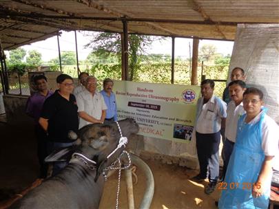 Hands on Bovine Reproductive Ultrasonography Camp on 22 July, 2015 at Kamdhenu University, Gandhinagar