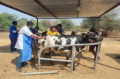 Animal Health Camp Organized by College of Veterinary Science & A.H. Sardarkrushinagar.