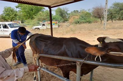 Animal Health Camp Organized by College of Veterinary Science & A.H. Sardarkrushinagar.