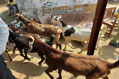 Animal Health Camp Organized by College of Veterinary Science & A.H. Sardarkrushinagar.