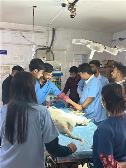 Report on "HANDS ON TRAINING ON GASEOUS ANESTHESIA IN VETERINARY PRACTICE"