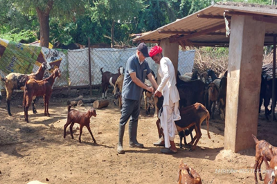 Disease Diagnosis and Treatment Camp for Sheep and Goats organized at Vavadi Village.