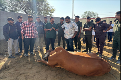 Junagadh Veterinary College Provides Expert Services to Food Poisoning Affected cattle at Sandhvaya village