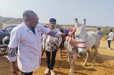 Veterinary College, KU, Junagadh provided technical expertise at the 17th KAMA Horse Show, Wankaner Veterinary College, KU, Junagadh provided technical expertise at the 17th KAMA Horse Show, Wankaner